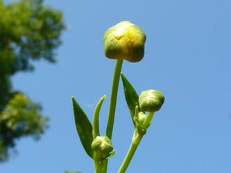 Ranunculus_lingua_BGBO080713_ho04.jpg