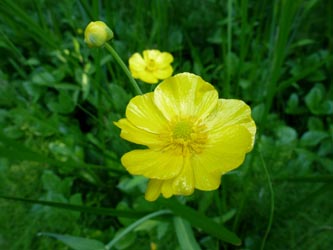 Ranunculus_lingua_BGBO080713_ho07.jpg