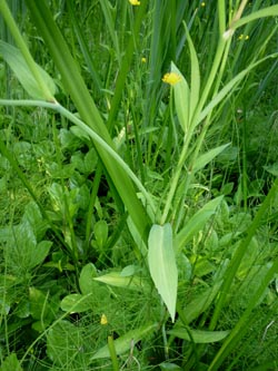 Ranunculus_lingua_BGBO080713_ho08.jpg