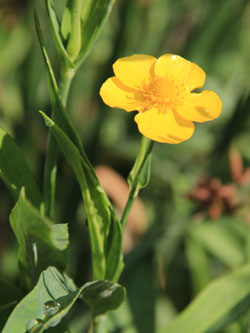 Ranunculus_lingua_Duisburg_2015_CB01.jpg