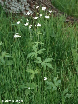 Ranunculus_platanifolius_BayerischerWald_0699_ja03.jpg