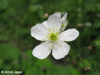 Ranunculus_platanifolius_Hoellental_Alpen2011_ja02.jpg