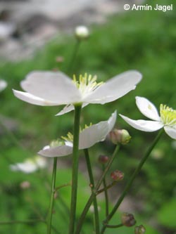 Ranunculus_platanifolius_Hoellental_Alpen2011_ja04.jpg