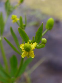 Ranunculus_sceleratus_DOHoerdePhoenixsee210712_TK02.jpg