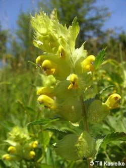 Rhinanthus_alectorolophus_SWD2009_TK52.jpg