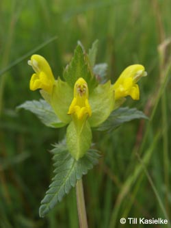 Rhinanthus_minor_Moosberg_090612_TK63.jpg