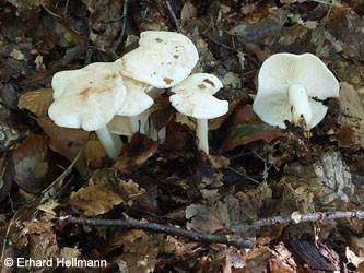 Rhodocollybia_maculata_BOMailand_111015_EHellmann01.jpg