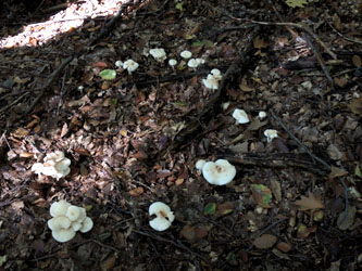 Rhodocollybia_maculata_BOMailand_111015_ja11.jpg