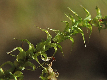 Rhytidiadelphus_squarrosus_BOQuerenburg_BUNDObstwiese_091018_ja01.jpg