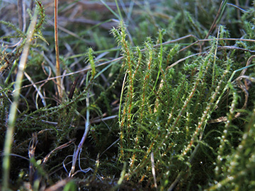 Rhytidiadelphus_squarrosus_BOQuerenburg_BUNDObstwiese_121018_ja01.jpg