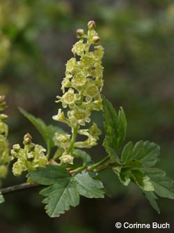 Ribes_alpinum_Kallenhardt210412_CB01.jpg