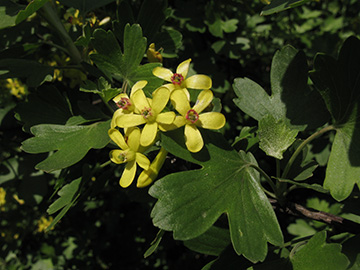 Ribes_aureum_HERCrange050513_ja04.jpg