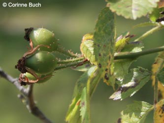 Rosa_agrestis_pubescens_Poeppelsche_IMG_9832_CB.jpg