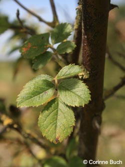 Rosa_agrestis_pubescens_Poeppelsche_IMG_9839_CB.jpg