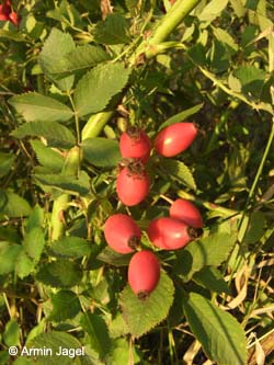 Rosa_corymbifera_MagdeburgHbf_ElbeEx2008_ja01.jpg