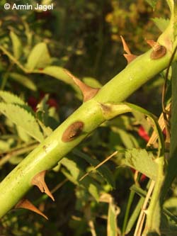 Rosa_corymbifera_MagdeburgHbf_ElbeEx2008_ja02.jpg