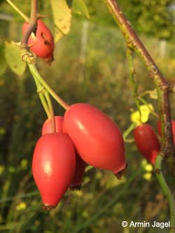 Rosa_corymbifera_MagdeburgHbf_ElbeEx2008_ja03.jpg