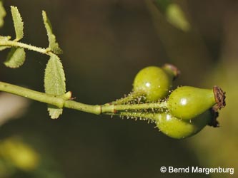 Rosa_micrantha_SOPoeppelsche180812_BM01.jpg