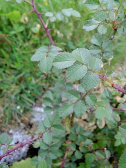 Rosa_rubiginosa_WAT160515_ja01.jpg