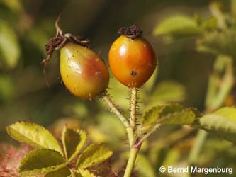 Rosa_rubiginosa_x_schultzii_Poeppelsche180812_BM01.jpg