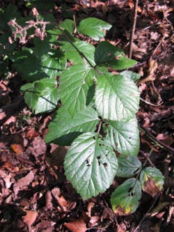 Rubus_adornatoides_HERGysenberg011011_ja02.jpg