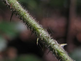 Rubus_adornatoides_HERGysenberg011011_ja03.jpg