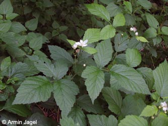 Rubus_caesius_Primaerhybride_HERResserWaeldchen060909_ja02.jpg