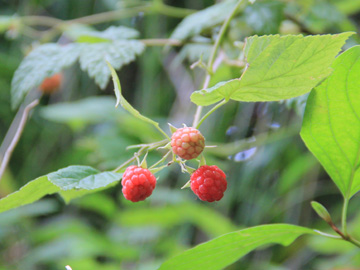 Rubus_idaeus_Schlupkothen_020716_CB04.jpg