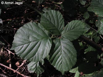 Rubus_industrialis_BOEppendorf250910_ja01.jpg