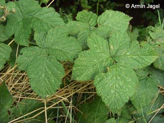 Rubus_leuciscanus_Elbe2008_5_ja17.jpg