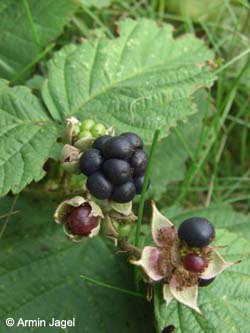 Rubus_leuciscanus_Elbe2008_5_ja18.jpg