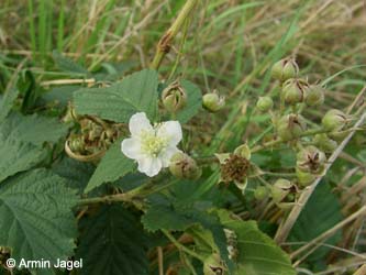 Rubus_leuciscanus_Elbe2008_5_ja20.jpg