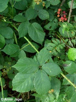 Rubus_myricae_Elbe2008_8_ja21.jpg