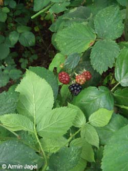 Rubus_myricae_Elbe2008_8_ja22.jpg