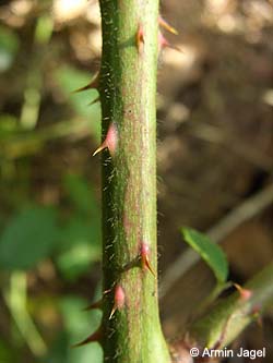 Rubus_myricae_Elbe2008_8_ja23.jpg