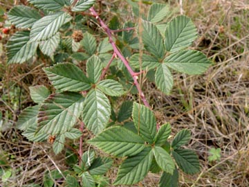 Rubus_plicatus_120915_ja01.jpg