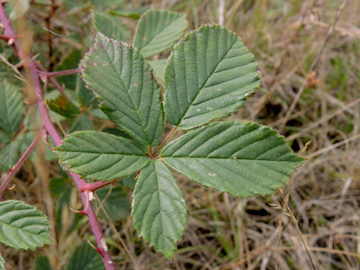 Rubus_plicatus_120915_ja03.jpg