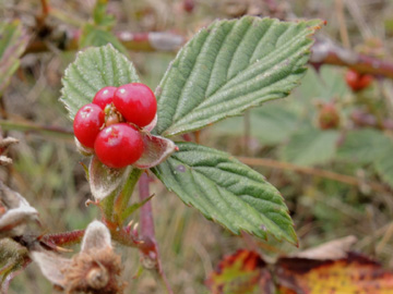 Rubus_plicatus_120915_ja04.jpg