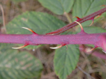 Rubus_plicatus_120915_ja06.jpg