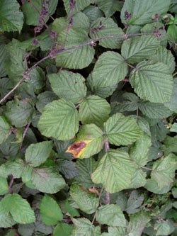 Rubus_pseudidaeus_HERResserWaeldchen060909_ja01.jpg