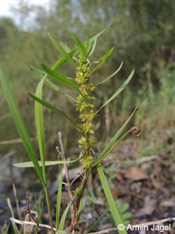 Rumex_maritimus_DURheinhausen_130914_ja01.jpg