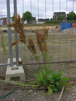 Rumex_rugosus_DOHoerdePhoenixsee210712_TK01.jpg