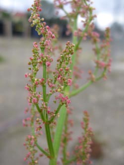 Rumex_rugosus_DOPhoenixsee210712_ja03.jpg