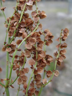 Rumex_rugosus_DOPhoenixsee210712_ja04.jpg