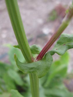 Rumex_rugosus_DOPhoenixsee210712_ja05.jpg