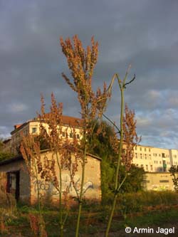 Rumex_thyrsiflorus_Elbe2008_2_ja19.jpg