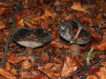 Russula_nigricans_BO_BergerTal_141018_CB02.jpg