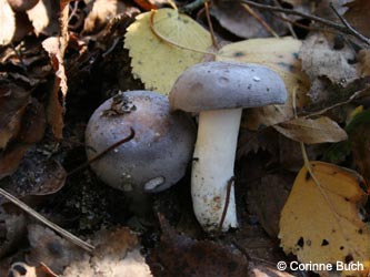 Russula_parazurea_BOKalwes231011_CB01.jpg