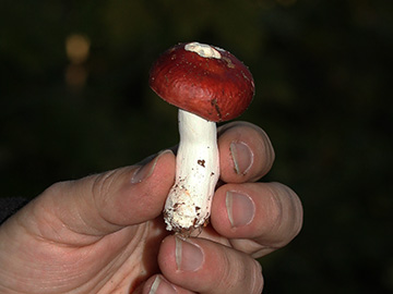 Russula_velenowskyi_BO_BergerTal_141018_CB02.jpg