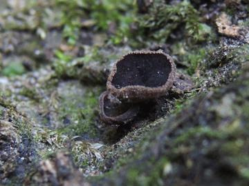 Rutstroemia_echinophila_BOMailand_161016_Pilze_ja23.jpg